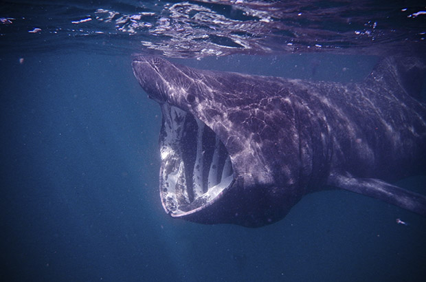 basking shark