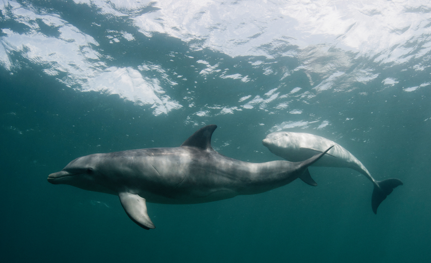 Two common bottlenose dolphins