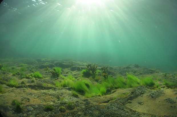 hidden depths of marine evidence - underwater scene