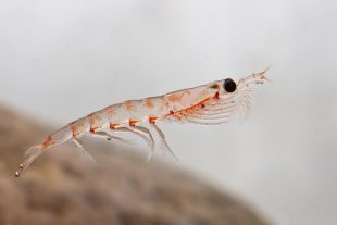 Antarctic krill floating in the water in Antarctic water