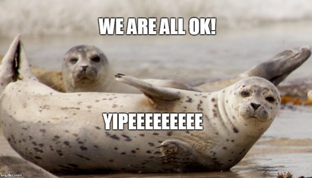 worried seal meme