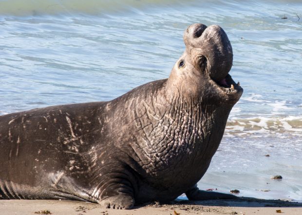 Bull Elephant Seal 