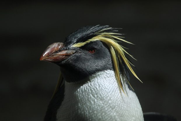Northern rockhopper penguin
