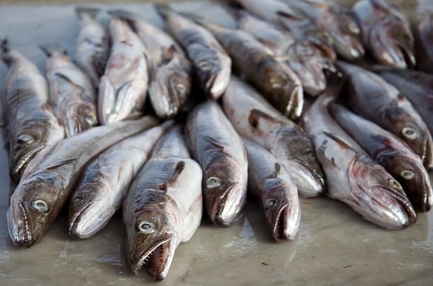 cod quota fish