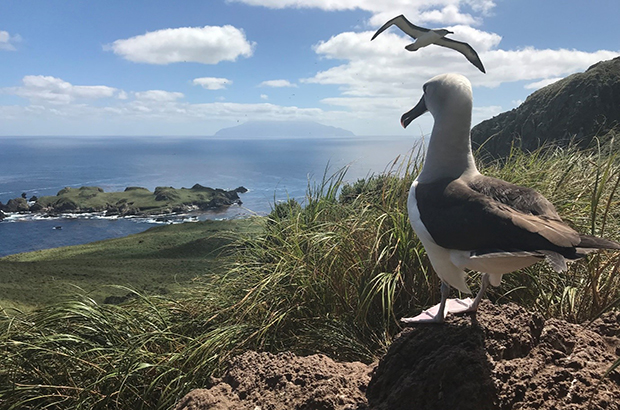 Albatross Tristan da Cunha