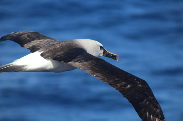 Yellow-nosed albatross. Image credit: James Bell.