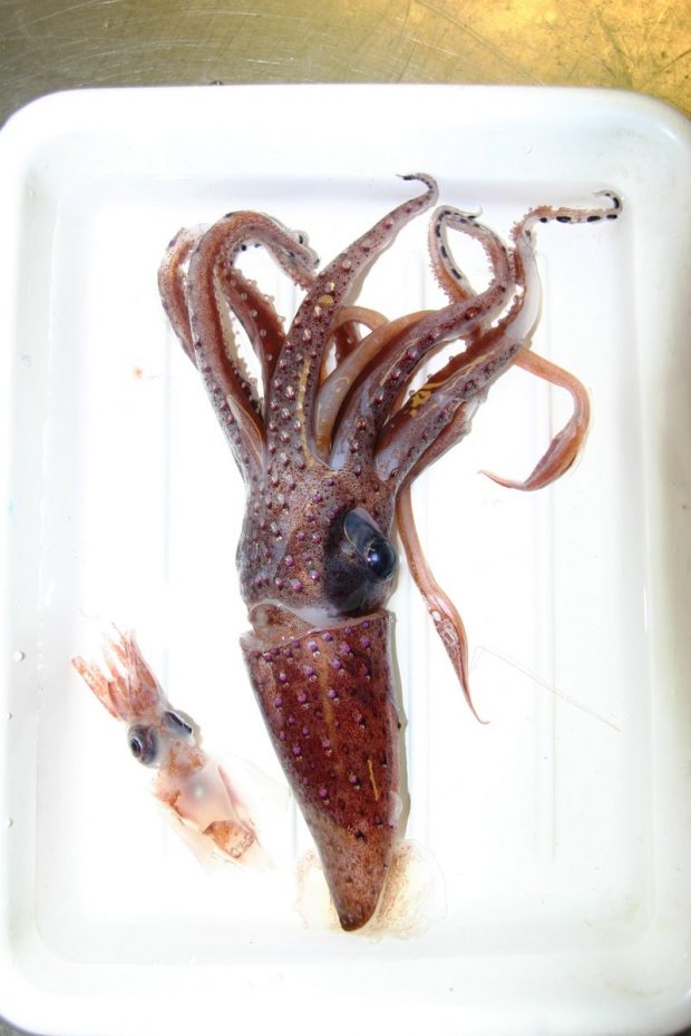 St Helena squid species. Left – Octopoteuthis sp. Right – Histioteuthis atlantica (the Atlantic jewel squid). Image credit: Vlad Laptikhovsky, Cefas.