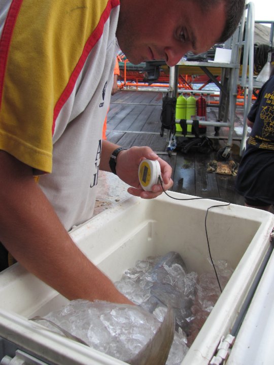 Man checking fish stored in an ice box on board a fishing vessel.