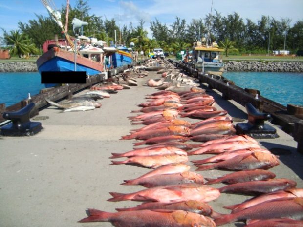 Rows of dead fish on a jetty that had been landed illegally. 