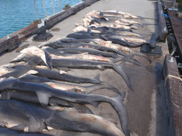 Line of dead sharks that had been landed on a jetty.