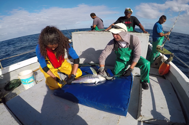 This image shows an image of Cefas staff showing tagging of tuna in progress. 