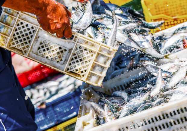 Crate of fish being handled by a fisherman