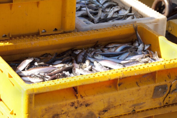 Fresh sea fishes in boxes