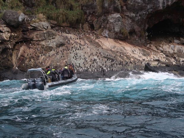 Rigid inflatable boat approaching land on Nightingale Island, Tristan da Cunha.