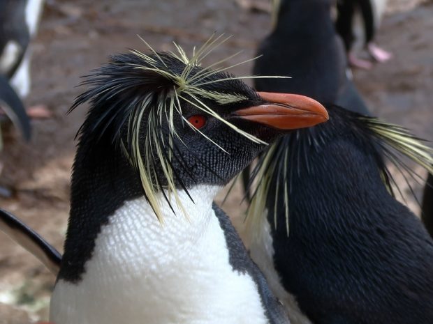 Northern rockhopper penguin (Eudyptes moseleyi), Nightingale Island, Tristan da Cunha.