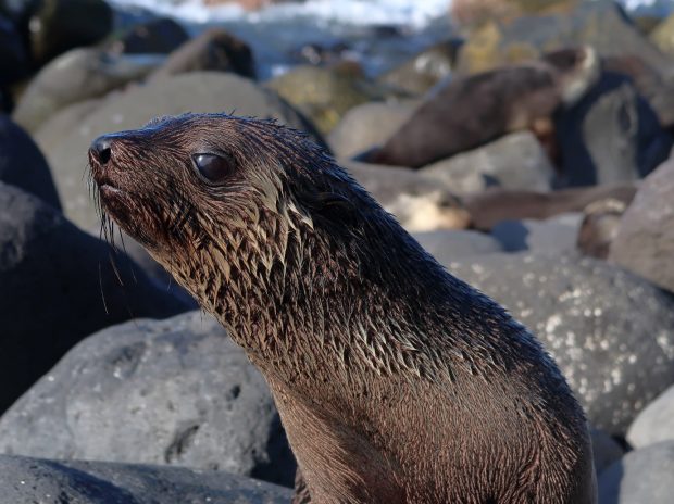 Subantarctic fur seal (Arctocephalus tropicalis) on Pigbite beach, Tristan da Cunha