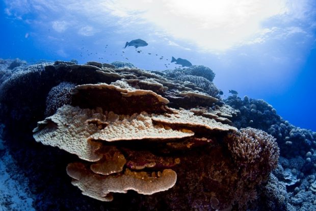 Coral reef underwater