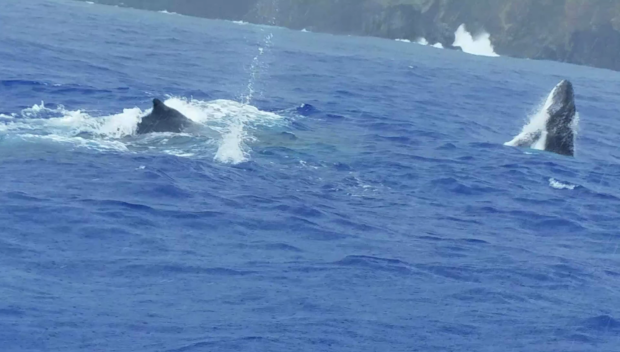 Humpback whales on the surface of the ocean