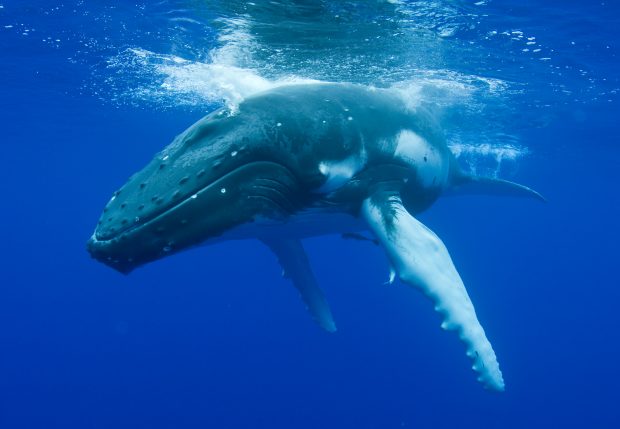 humpback whale in french polynesia