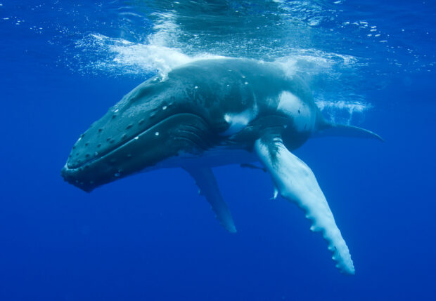 Humpback whale