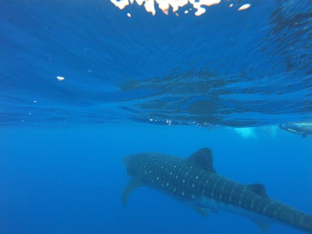 Whale shark