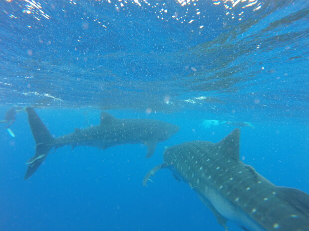 Whale shark