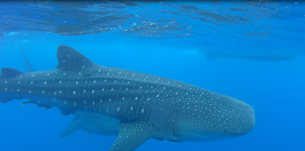 Whale shark