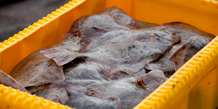 plaice in a box