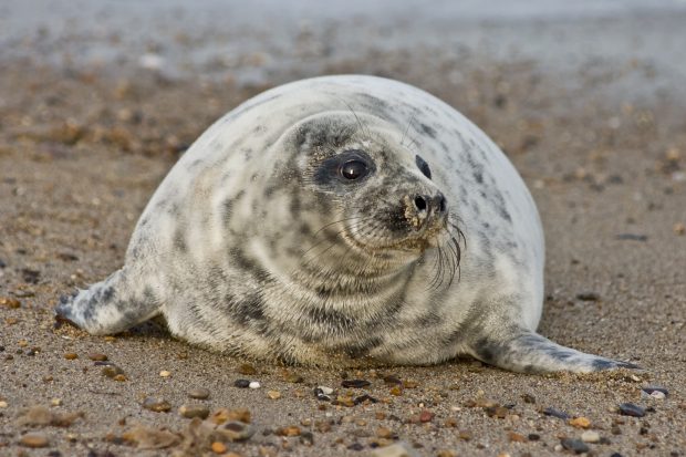 seal