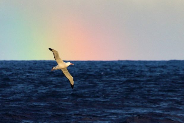 sea bird flying