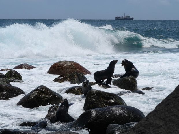 Subantarctic Fur Seals on a Tristan beach.