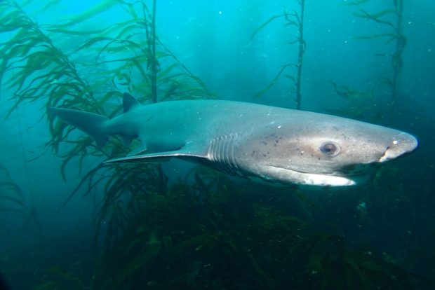Local shark in the waters of Tristan da Cunha.