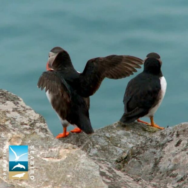 Puffins