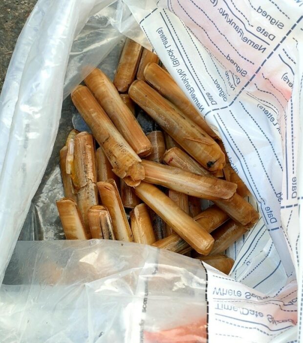 A selection of razor clams that were seized on the sand flats at Whitley Lake, some are which were undersized and all of which were harvested with prohibited hand tools. 