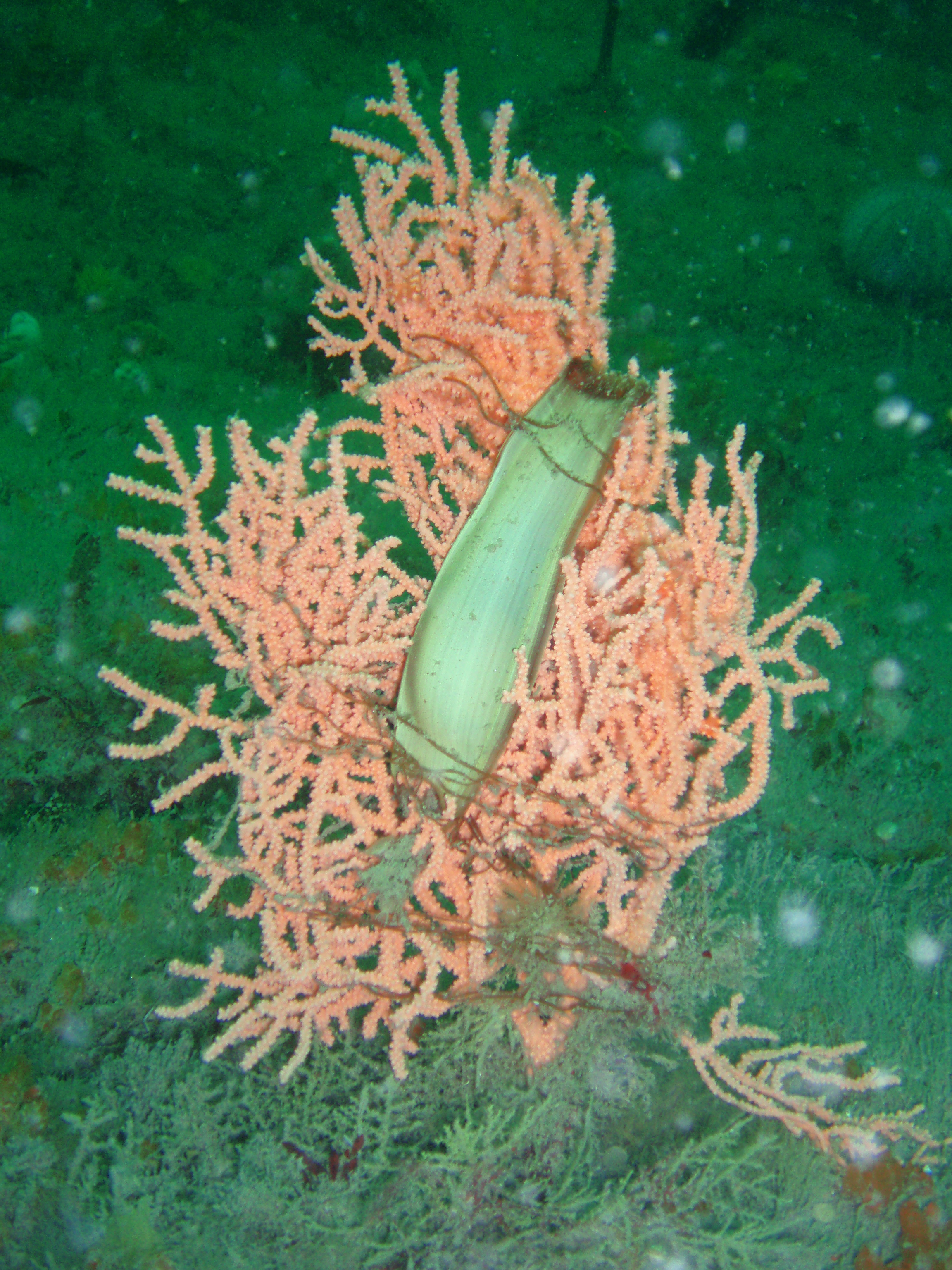 marine-protected-areas-consultation-and-call-for-evidence-closes