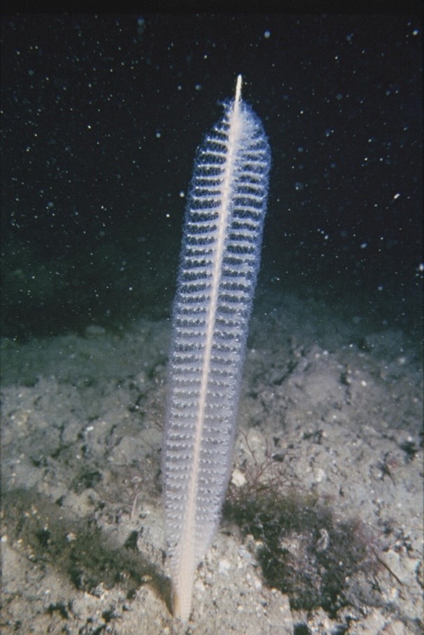 Species spotlight seapen and burrowing megafauna communities