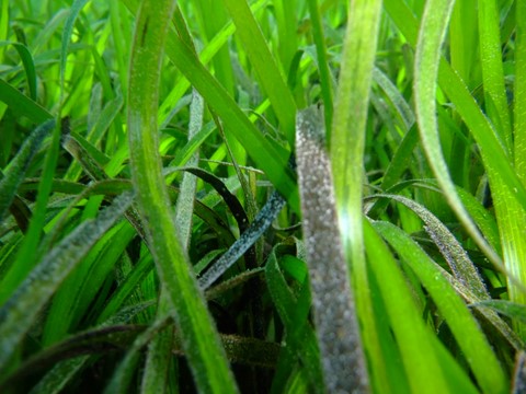 World Seagrass Day – What is it all about?