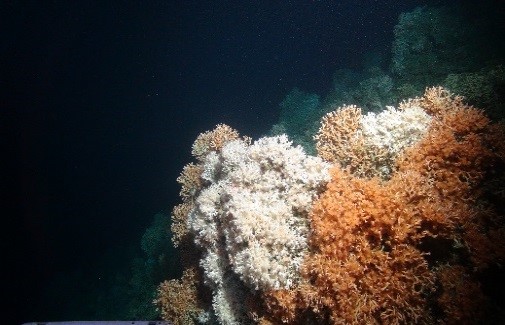 Cold water corals