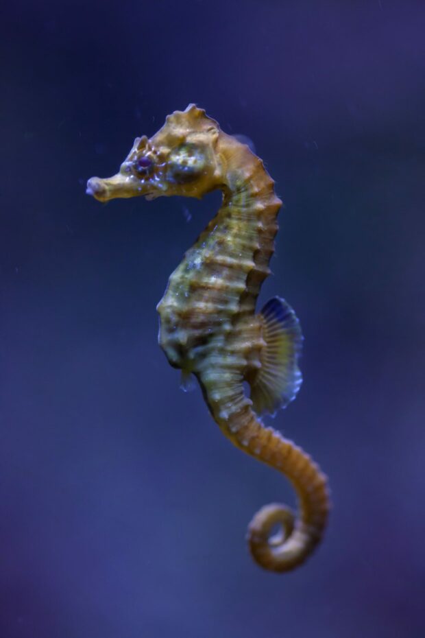 Studland Bay Why You Need A Licence To Search For Seahorses Marine 