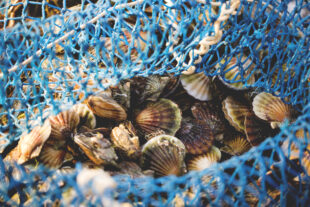 Scallop fishing