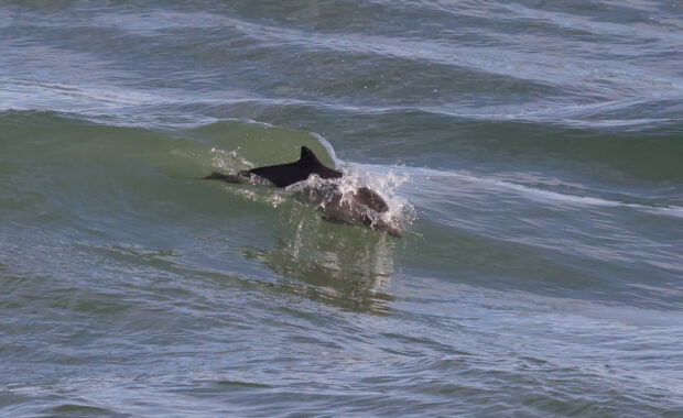 Harbour porpoise in wave