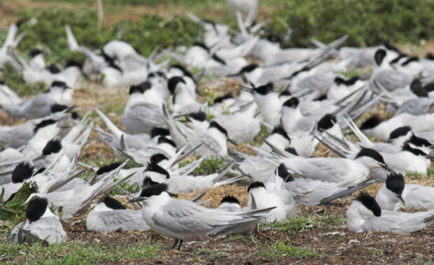 Common tern colony