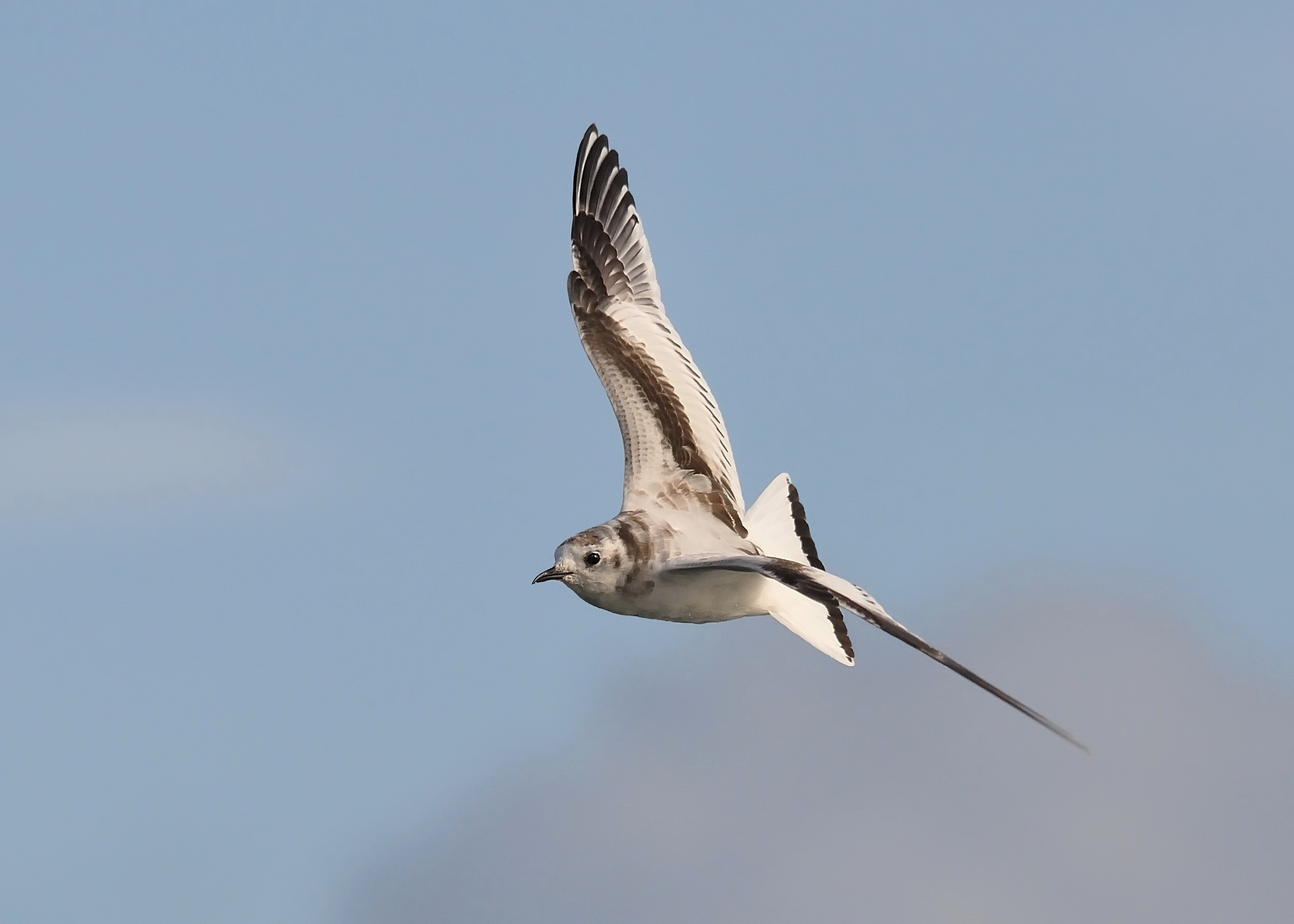 Protecting Our Diverse And Valuable Seabird Species – Marine Developments