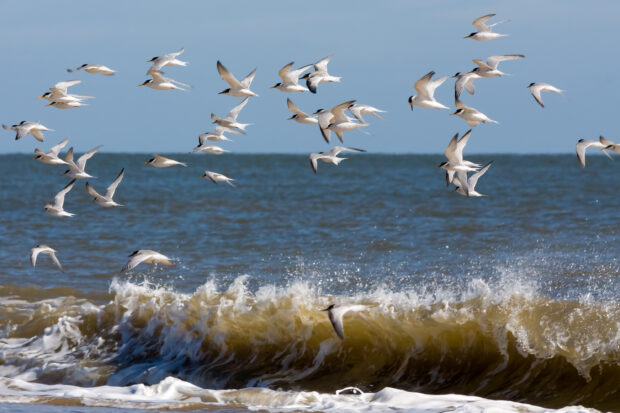 Little tern flock in flight