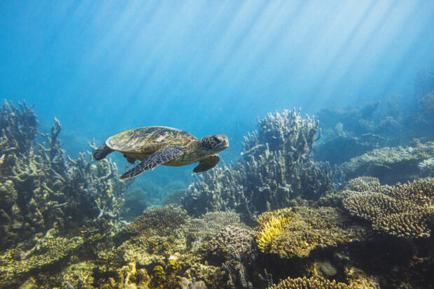 Sea turtle swimming along deep blue ocean reef in morning sun rays