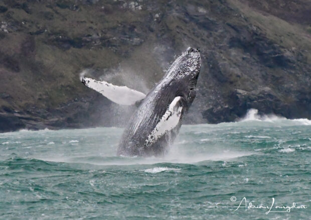 Whale breaching credit @Adrian Langdon