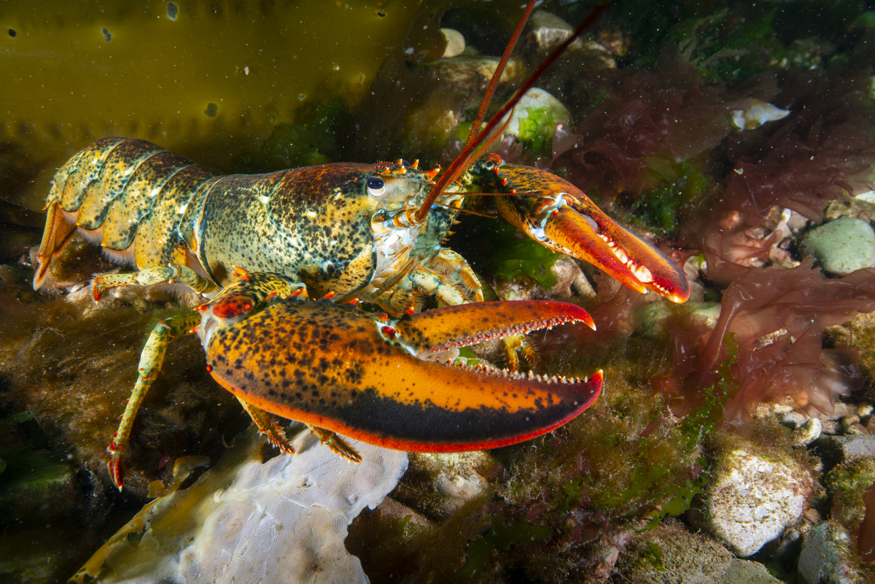 American Lobster reported along the Sussex Coast – Marine Development Blog