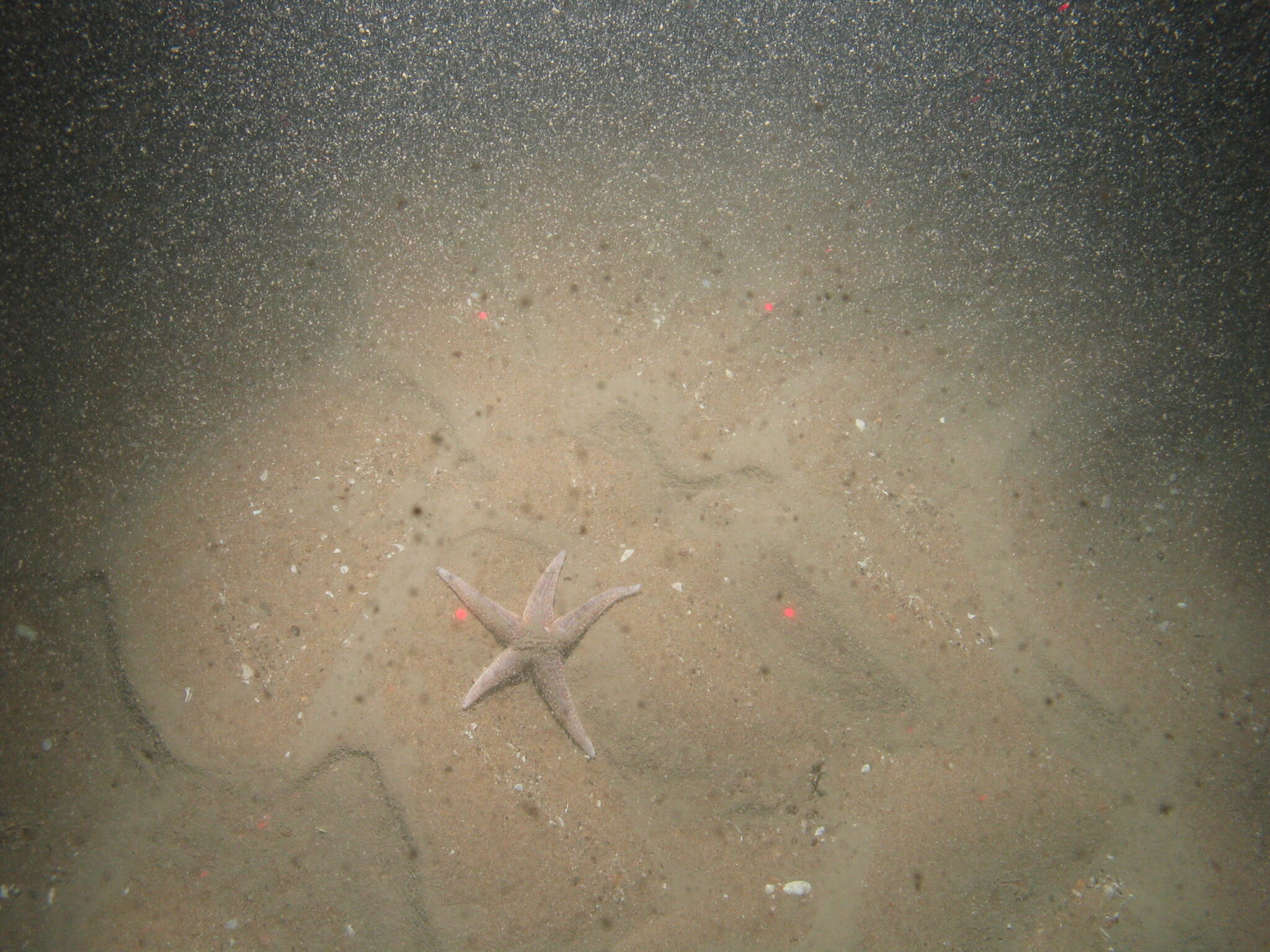 Spotlight on MPA marine habitats: From Subtidal Sand to Deep-Sea Bed ...