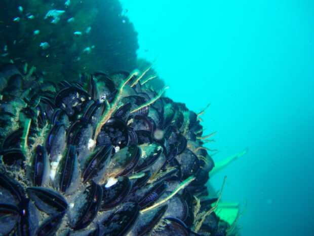 Close-up of a mussel bed.