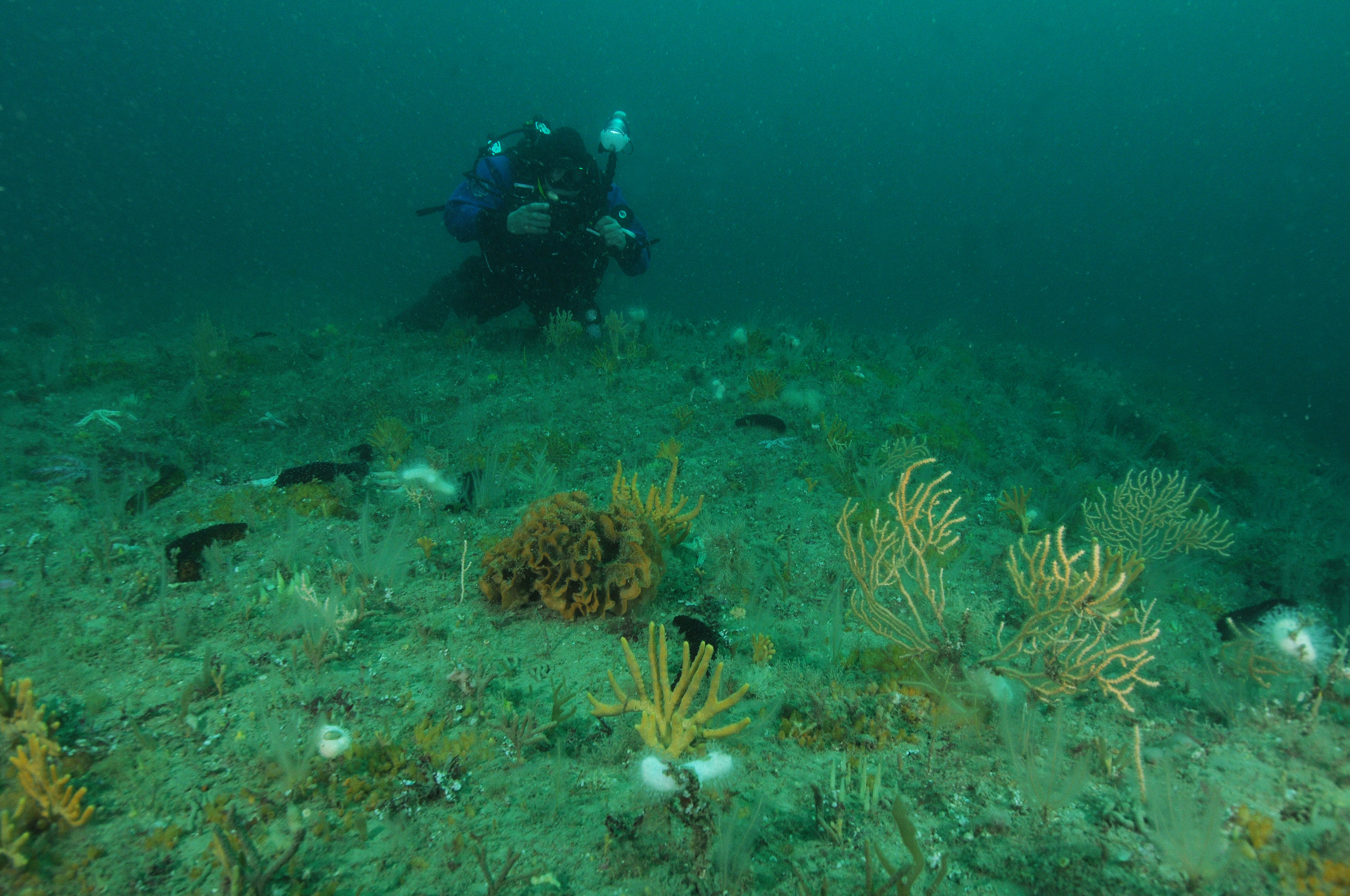 Diver surveying pink sea fan & Ross coral on circalittoral rock.